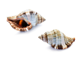 Obraz premium Two shells over white