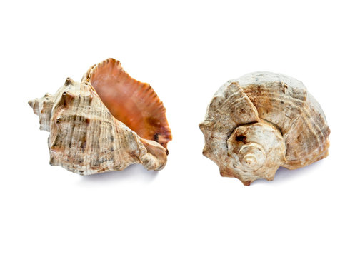 Two shells over white