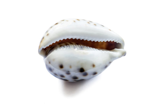 Glossy seashell