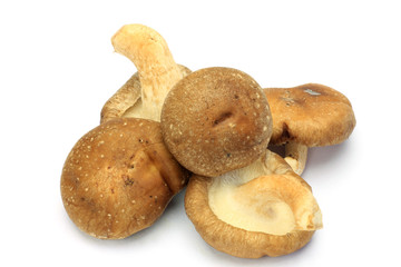 shiitake