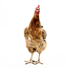 alive chicken on white background
