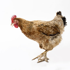 alive chicken on white background