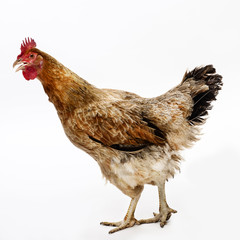 alive chicken on white background