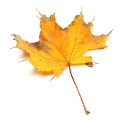 Dry autumn maple leaf
