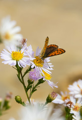 Butterfly and Flower Daisy