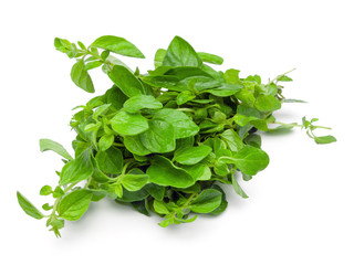 Obraz premium Oregano