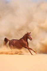 Horse run in desert - 55400078