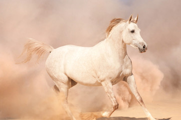 Fototapeta na wymiar Koń uruchomiony w pustyni