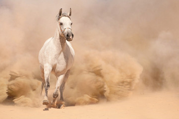 Horse run in desert - 55400094