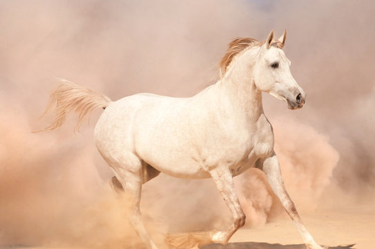 Horse run in desert © loya_ya