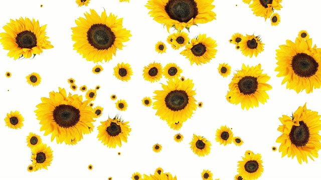 Falling Sunflowers (ends on blue)