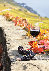 red wine on the terrace vineyard in Lavaux region, Switzerland