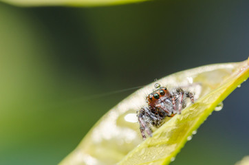 Spider in green leaf background
