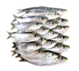 Sardinas frescas.