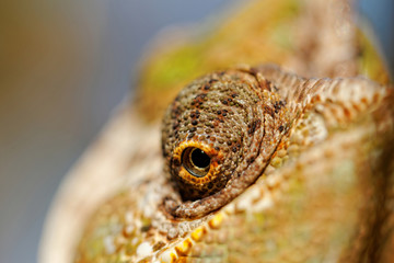 Chamaeleo calyptratus
