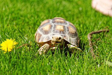 African Spurred Tortoise