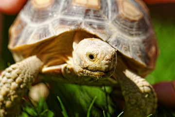 Fototapeta premium African Spurred Tortoise
