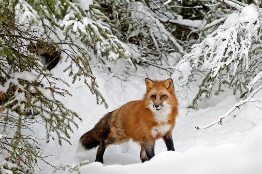 Red Fox