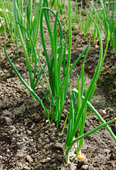 Growing onion.