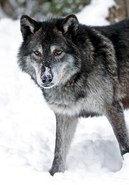 Fototapeta Gray Wolf