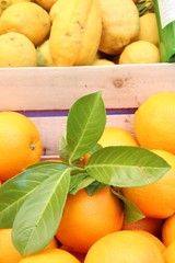 selling lemon juice tree in limone gardasee zitronenverkauf III