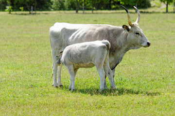 Hungarian grey cattle