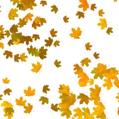 yellow maple leaves over white background