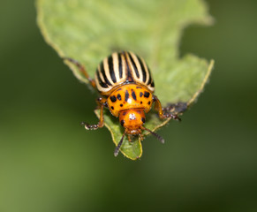 Colorado potato beetle in nature. macro