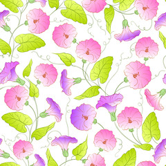 Bindweed flower seamless pattern.