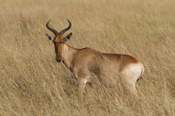 Portrait of hartebeest