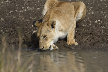 Wild lion drinking water at waterhole