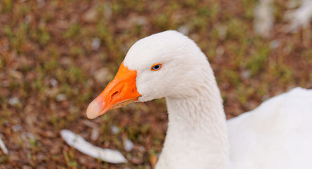 White Geese