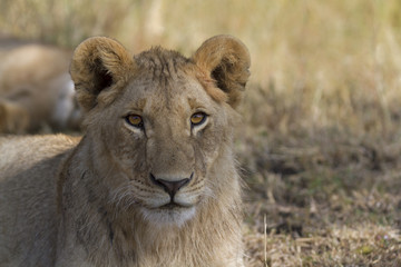 Fototapeta na wymiar Portret dzikich lwa