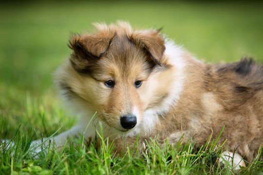 of Collie puppy on meadow