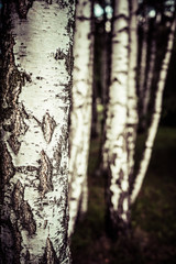 Fototapeta na wymiar Beautiful birch trees in a summer forest