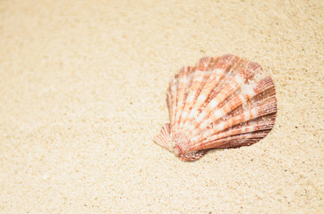 Fototapeta na wymiar Seashell on the white sand