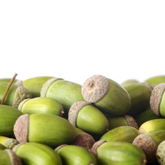Green acorns
