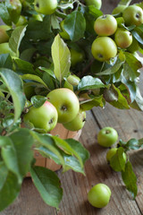 Organic Apples with leaves in the Basket.