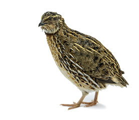 Adult quail isolated on white background