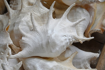 Meeresschnecken © Fotolyse