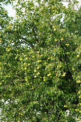 Fototapeta na wymiar pears on the tree in nature