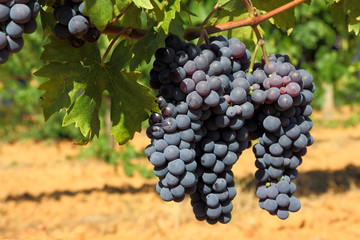 Grappoli di uva nera - Ciliegiolo - Row of black grapes