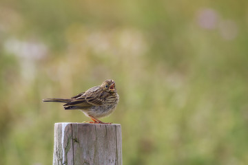 Birdie