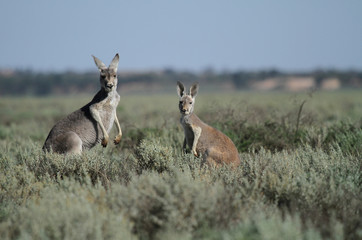 famille de kangourous