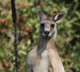 portrait de kangourou