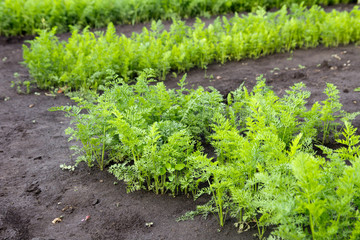 background carrot tops