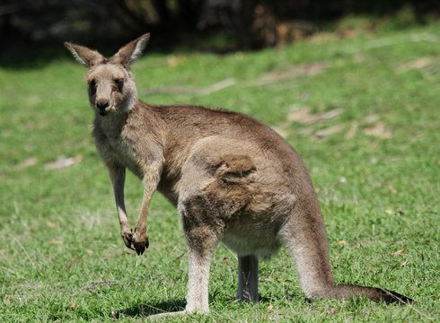 kangourou de profil