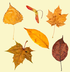 collection beautiful colorful autumn leaves - 55408216