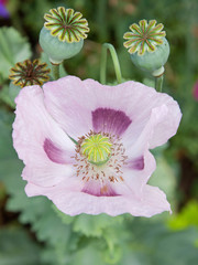 Poppy Flower (papaver) with Seed Heads