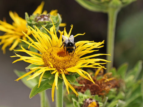 Bee (apis mellifera) busy on an Inula Magnifica flower